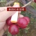 泰国红皮龙眼苗无核龙眼苗树嫁接石硖储良四季龙眼