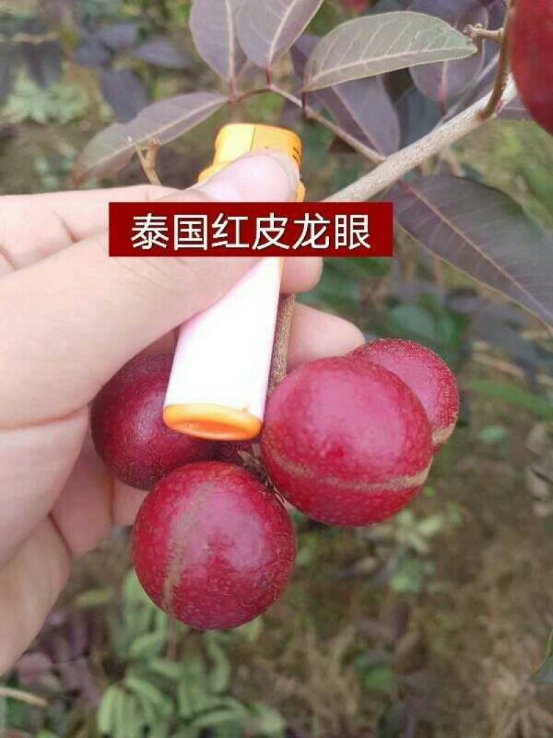 泰国红皮龙眼苗无核龙眼苗树嫁接石硖储良四季龙眼