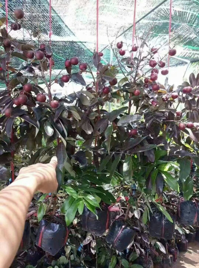 泰国红皮龙眼苗无核龙眼苗树嫁接石硖储良四季龙眼