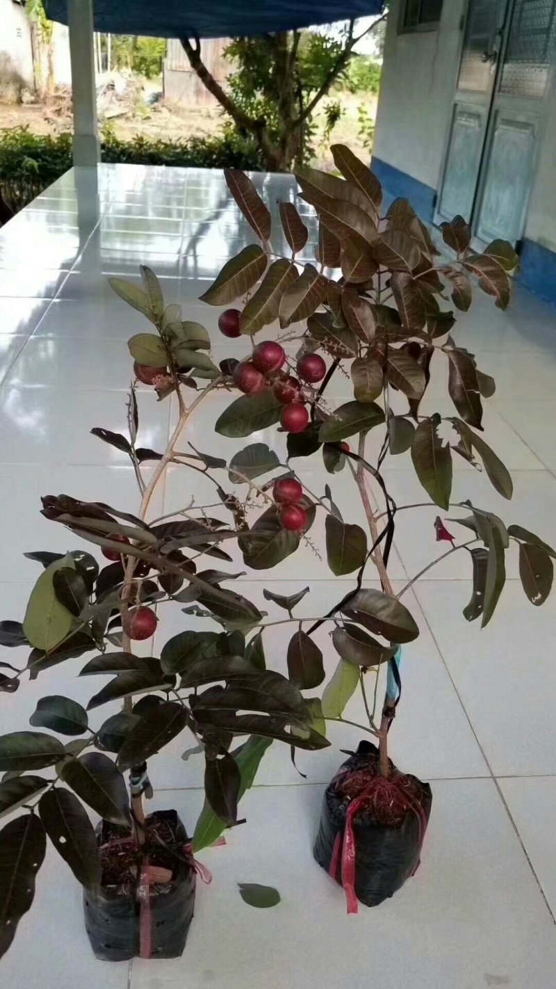 泰国红皮龙眼苗无核龙眼苗树嫁接石硖储良四季龙眼