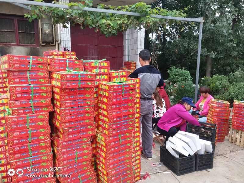 陕西绿心猕猴桃眉县海沃德大量供应质量保证精品果型好