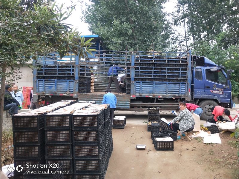 陕西绿心猕猴桃眉县海沃德大量供应质量保证精品果型好