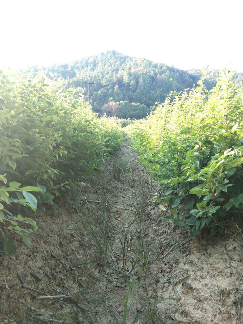 榉树小苗