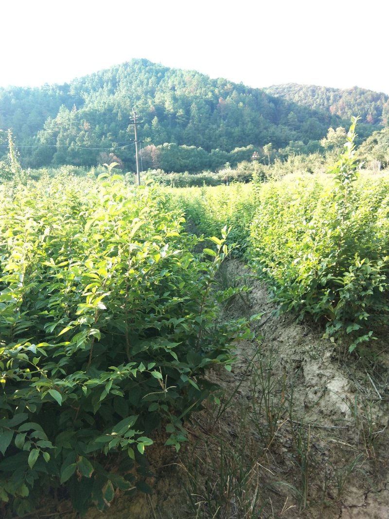 榉树小苗