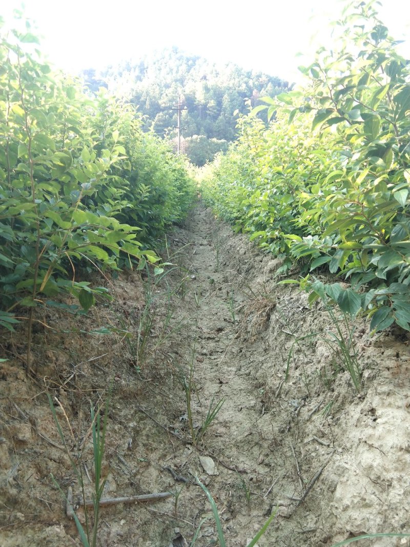 榉树小苗