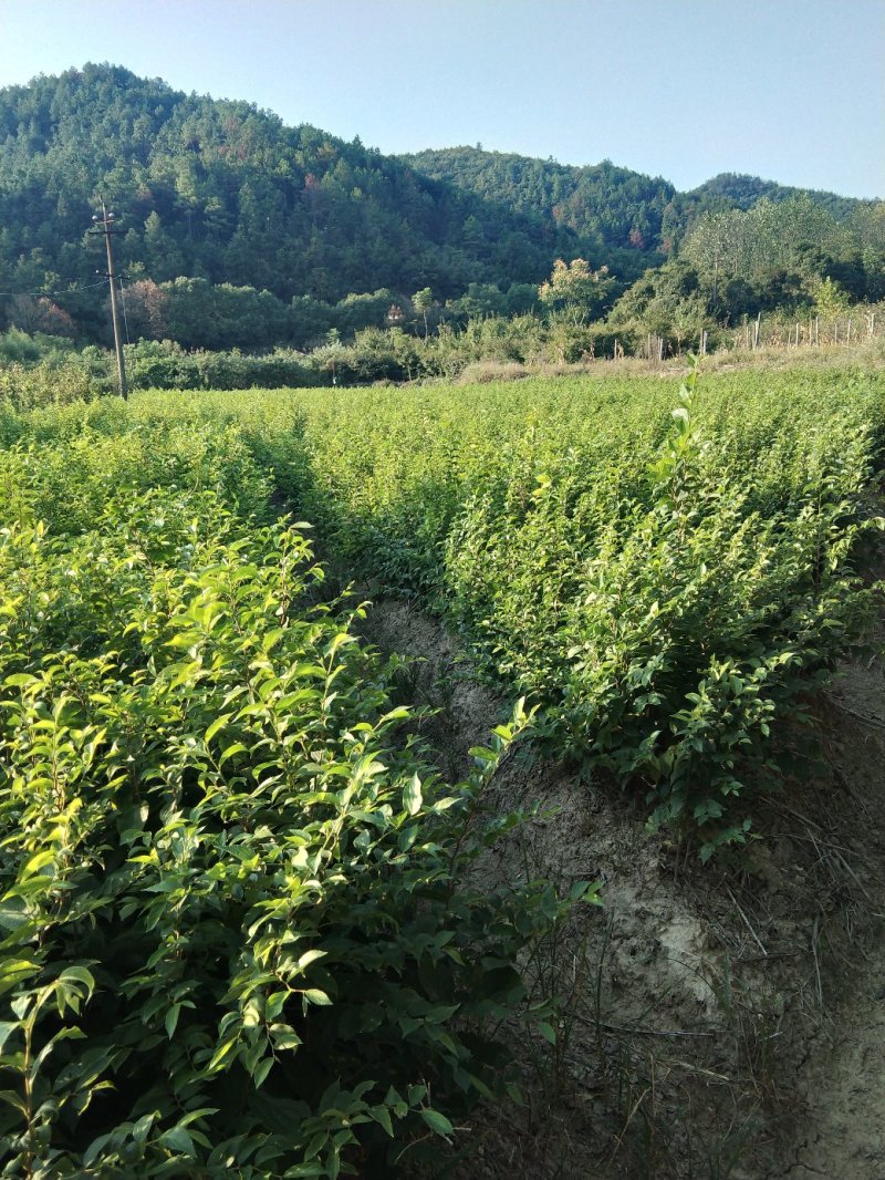 榉树小苗