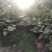 紫玉兰