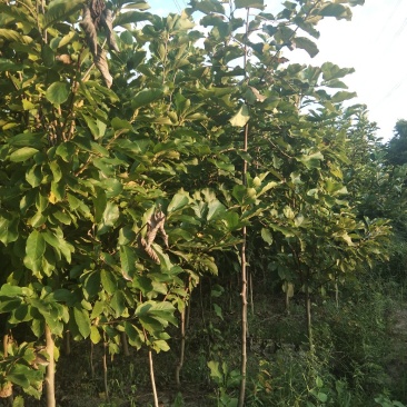 紫玉兰