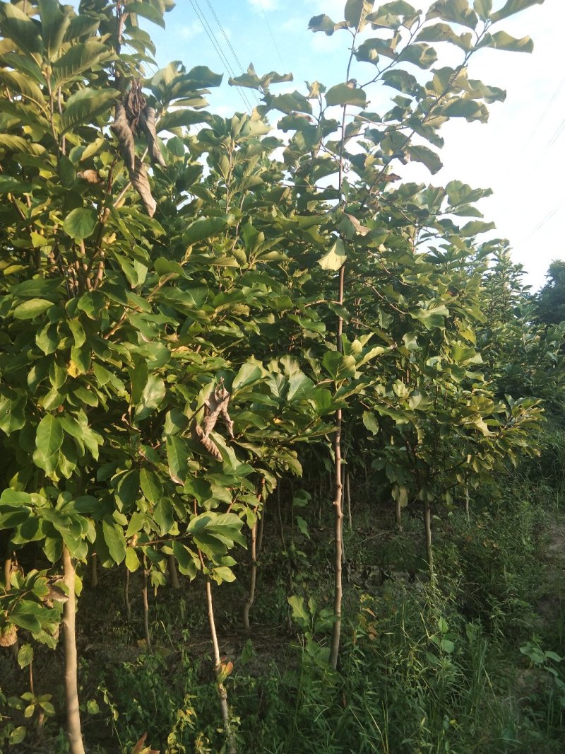 紫玉兰