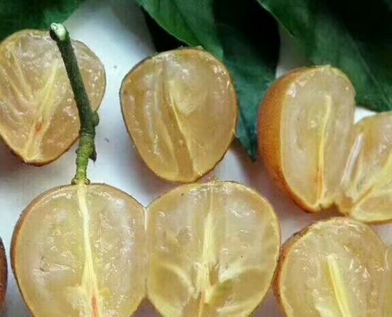 无核黄皮苗黄皮苗嫁接苗