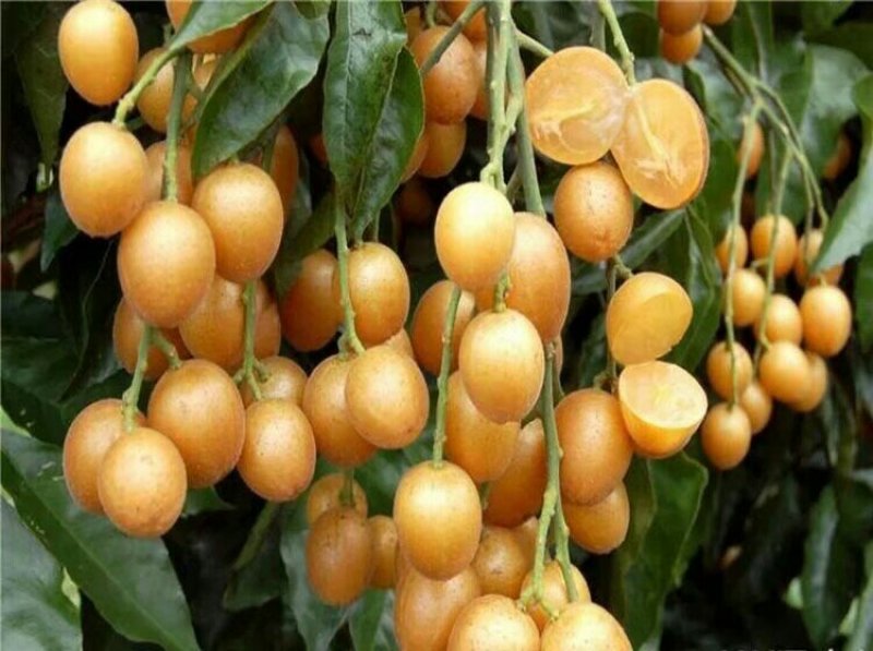 无核黄皮苗黄皮苗嫁接苗