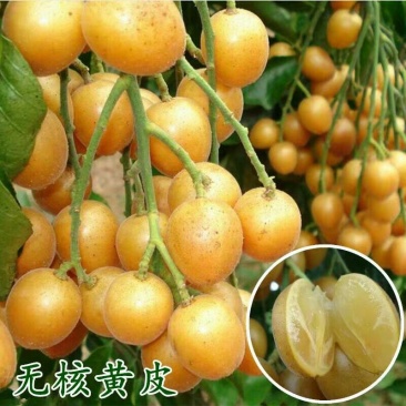 无核黄皮苗黄皮苗嫁接苗