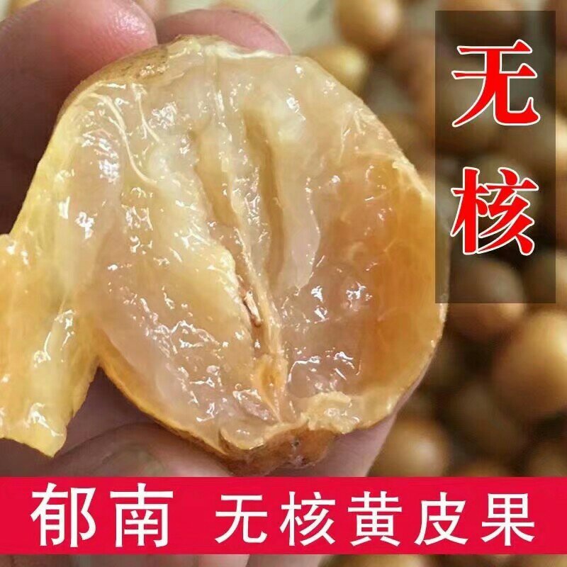 无核黄皮苗黄皮苗嫁接苗