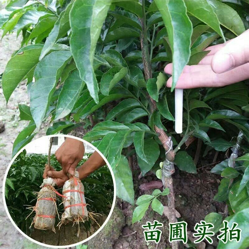 无核黄皮苗黄皮苗嫁接苗