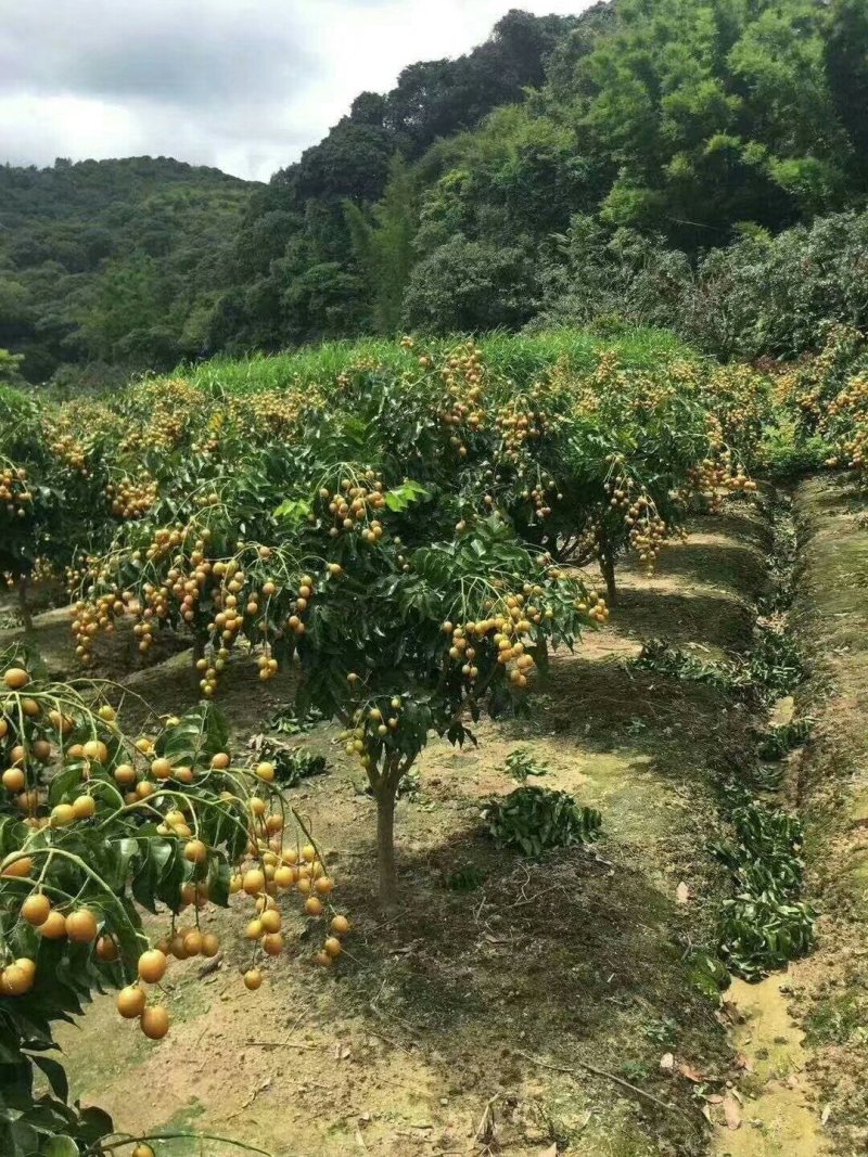 无核黄皮苗黄皮苗嫁接苗
