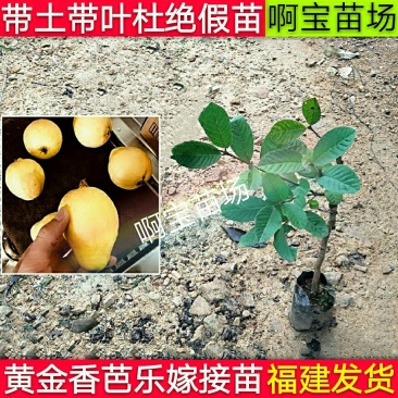 黄金软香芭乐嫁接苗台湾芭乐果苗软糯香甜品种