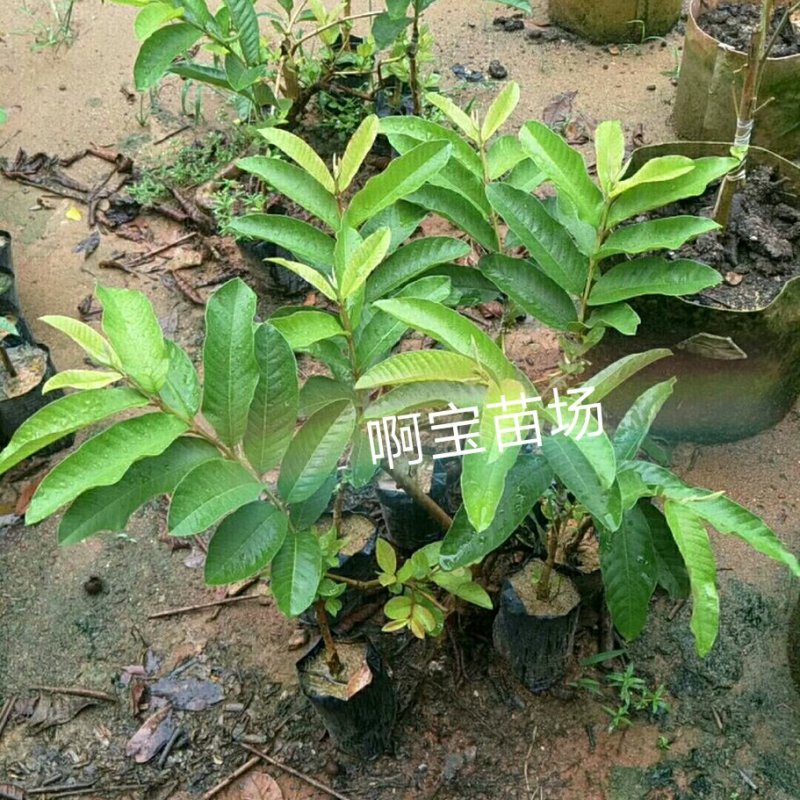黄金软香芭乐嫁接苗台湾芭乐果苗软糯香甜品种