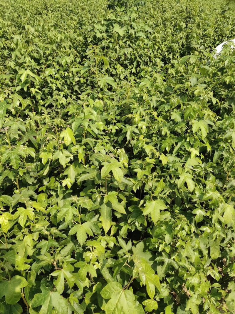 枫香小苗