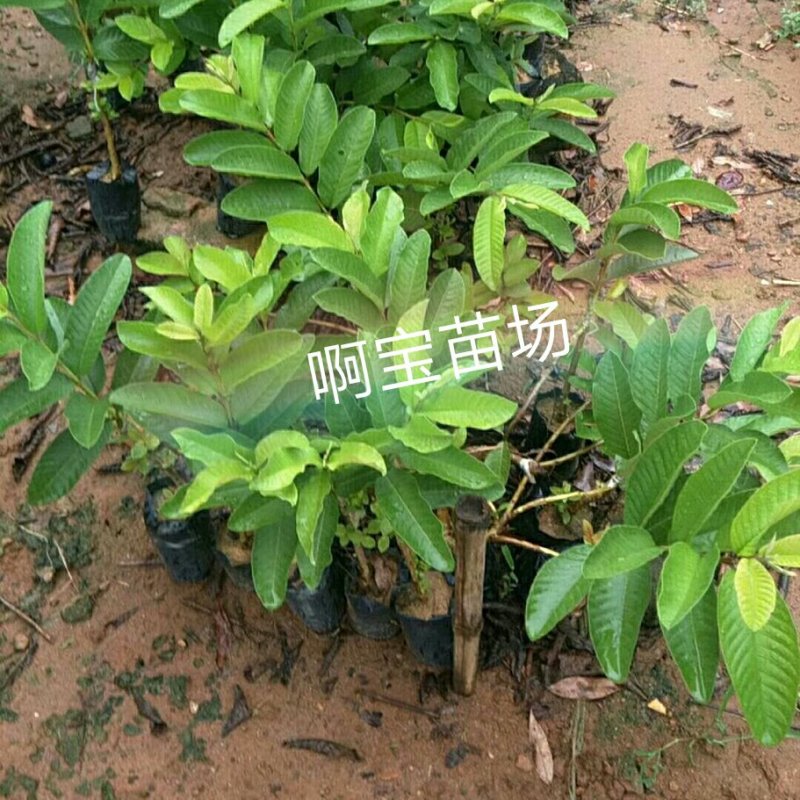 黄金软香芭乐嫁接苗台湾芭乐果苗软糯香甜品种