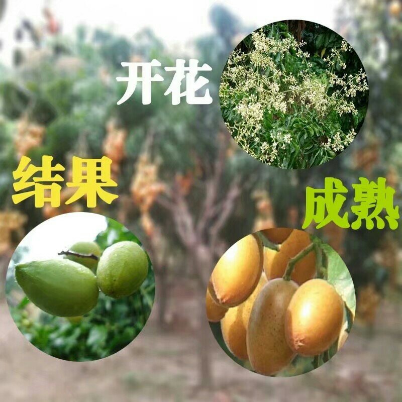 鸡心黄皮苗黄皮苗正宗嫁接苗黑黄皮果苗