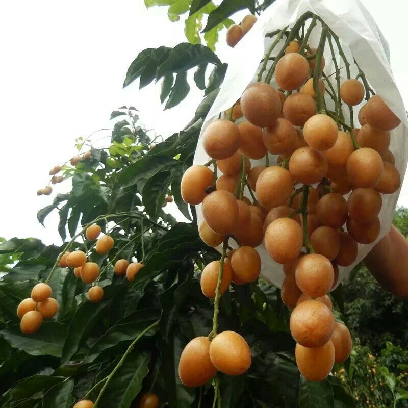 鸡心黄皮苗黄皮苗正宗嫁接苗黑黄皮果苗