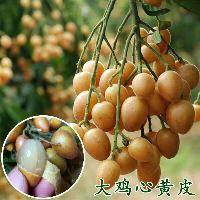 鸡心黄皮苗黄皮苗正宗嫁接苗黑黄皮果苗