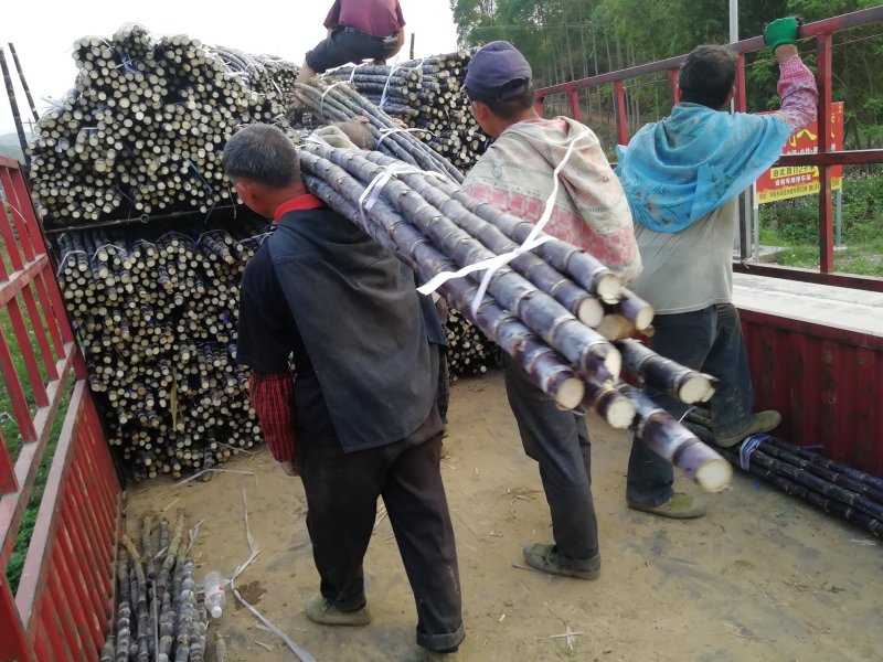 热卖区(广西甘蔗)基地直供，回程车免费提供。