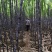 热卖区(广西甘蔗)基地直供，回程车免费提供。