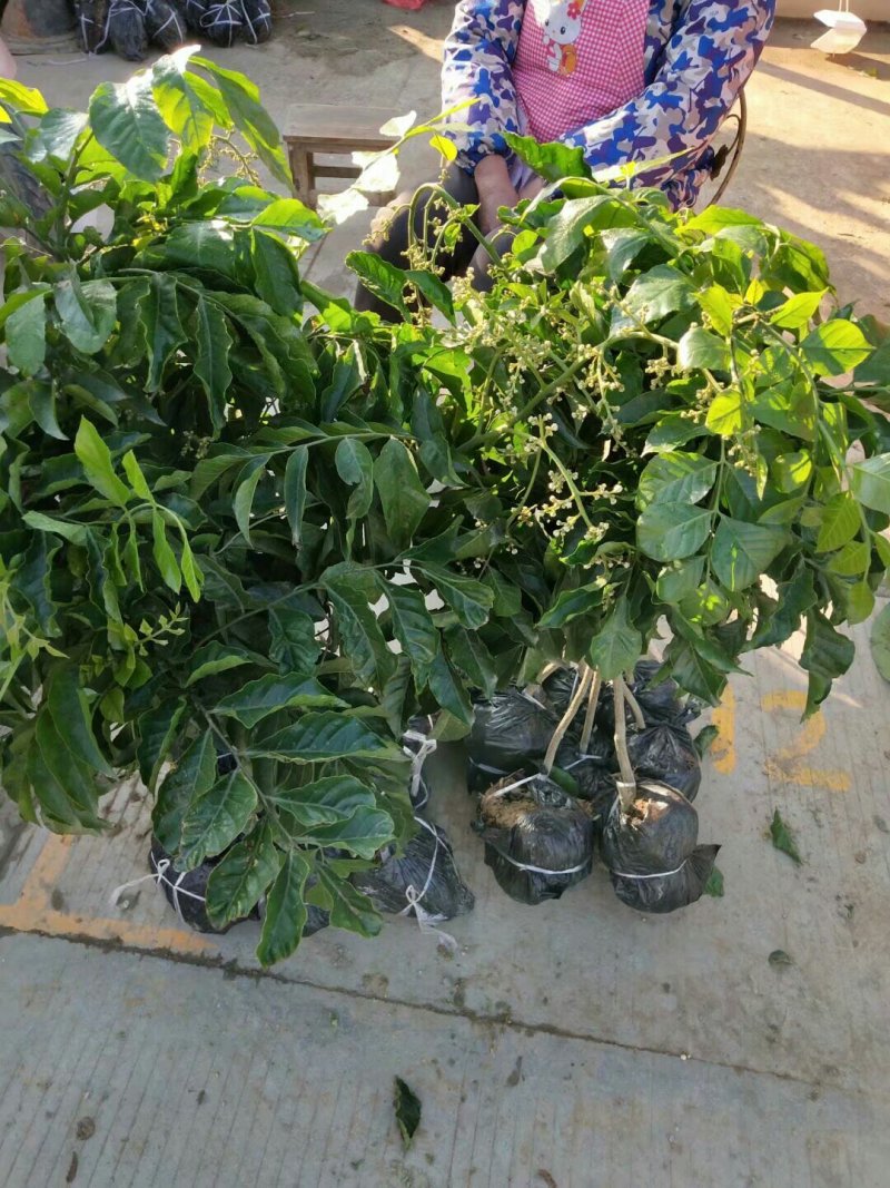 鸡心黄皮苗黄皮苗正宗嫁接苗黑黄皮果苗