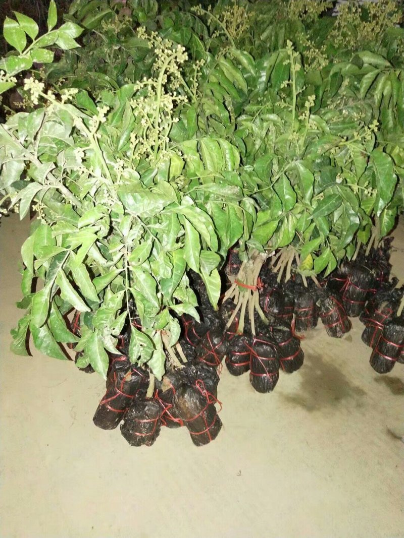 鸡心黄皮苗黄皮苗正宗嫁接苗黑黄皮果苗