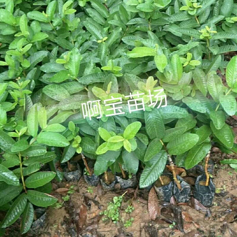 黄金软香芭乐嫁接苗台湾芭乐果苗软糯香甜品种