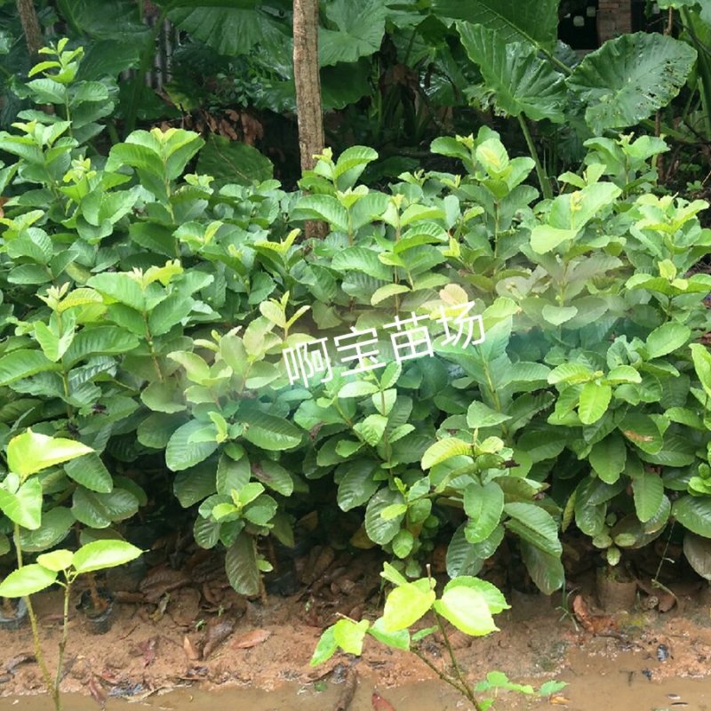 黄金软香芭乐嫁接苗台湾芭乐果苗软糯香甜品种