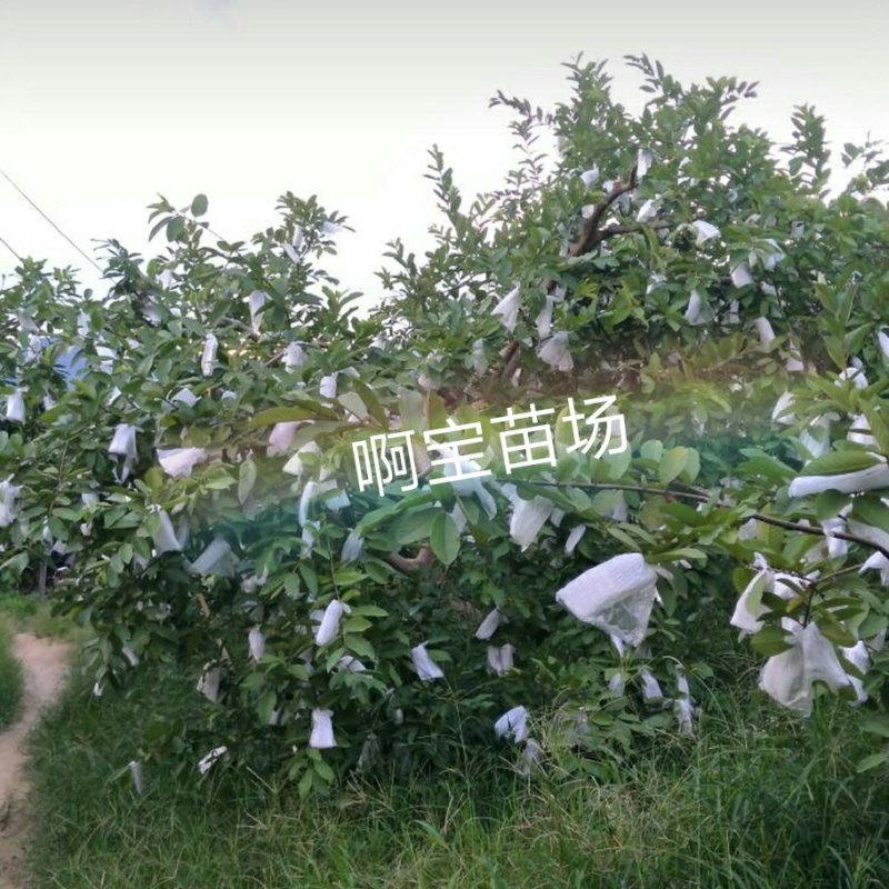 黄金软香芭乐嫁接苗台湾芭乐果苗软糯香甜品种