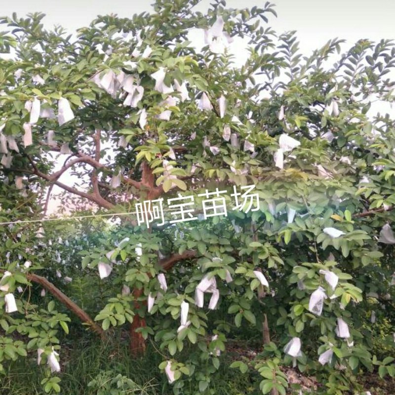 黄金软香芭乐嫁接苗台湾芭乐果苗软糯香甜品种