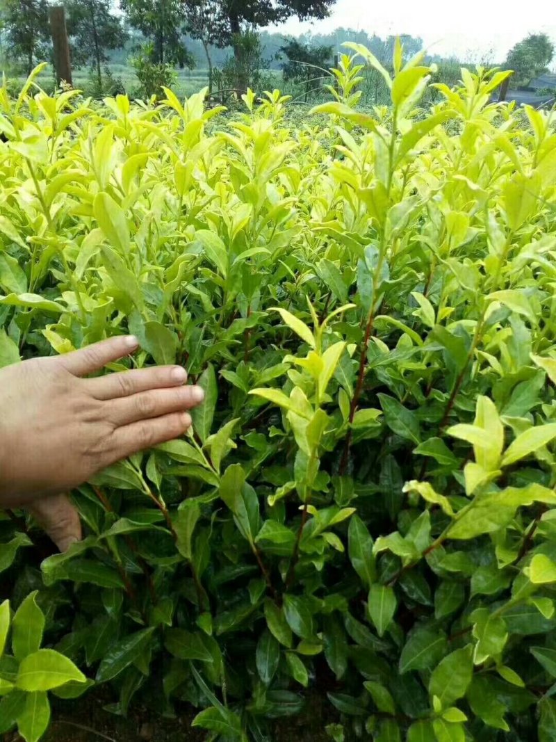 安吉白茶，黄金茶，福鼎大白茶，极白茶苗