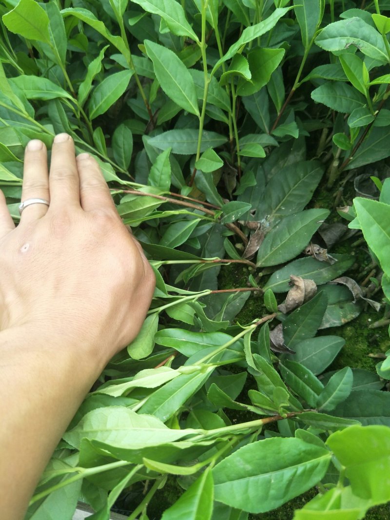 安吉白茶，黄金茶，福鼎大白茶，极白茶苗