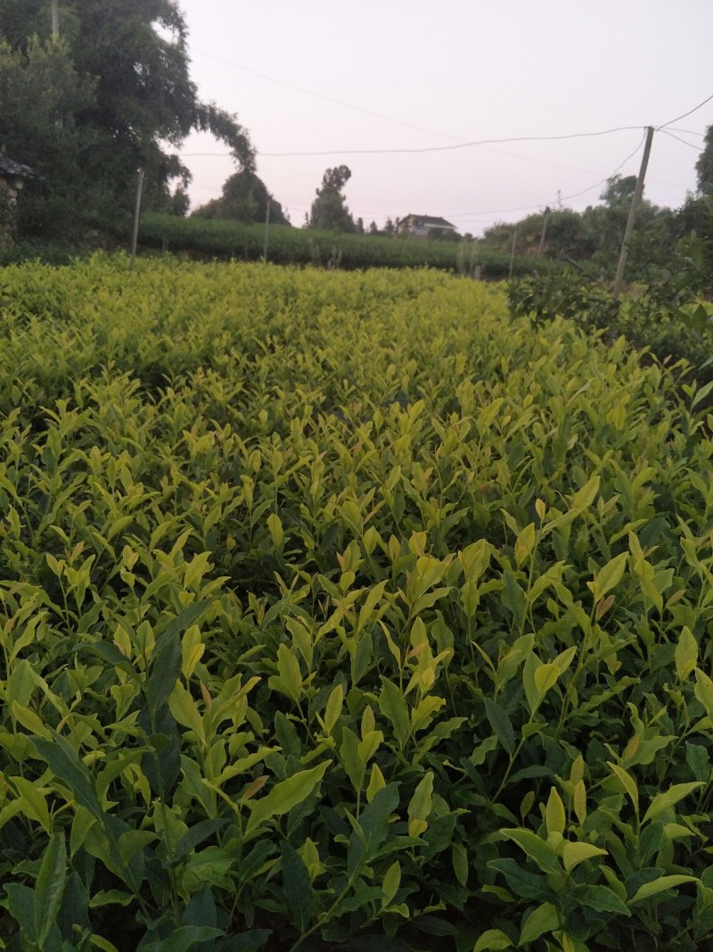 安吉白茶，黄金茶，福鼎大白茶，极白茶苗