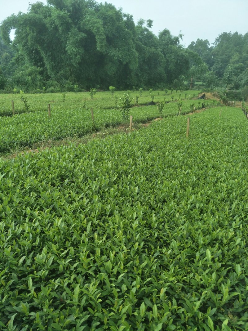 安吉白茶，黄金茶，福鼎大白茶，极白茶苗