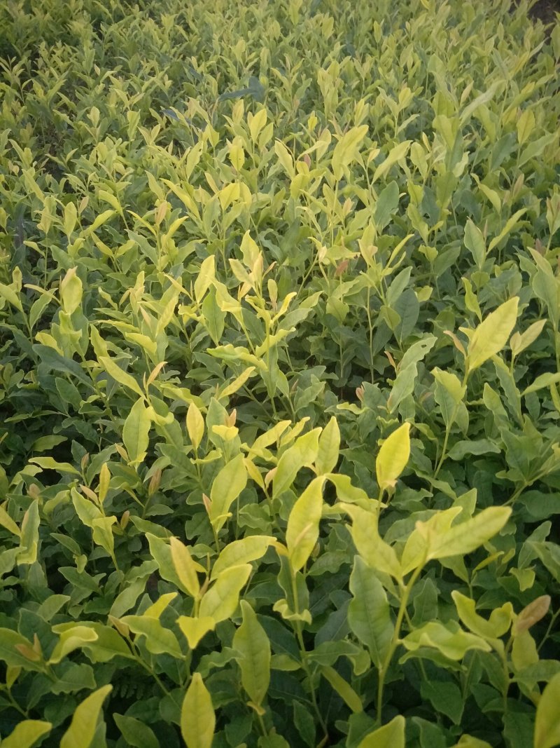 安吉白茶，黄金茶，福鼎大白茶，极白茶苗