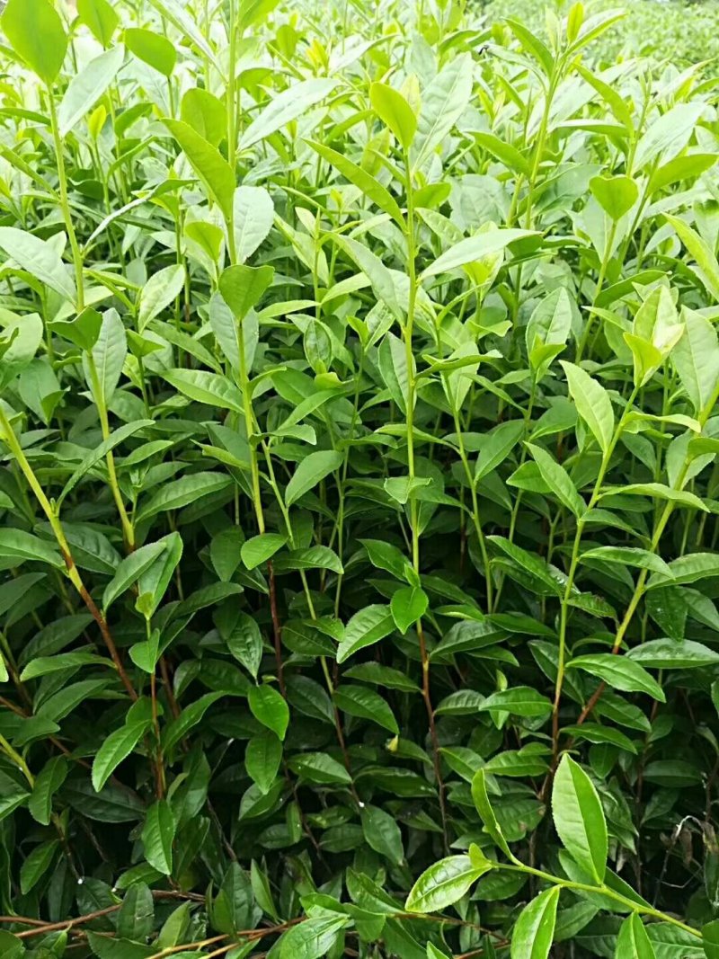 安吉白茶，黄金茶，福鼎大白茶，极白茶苗