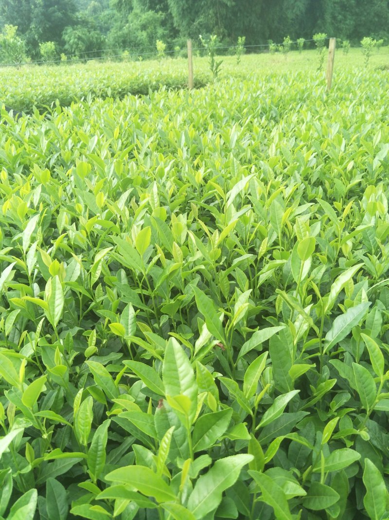 安吉白茶，黄金茶，福鼎大白茶，极白茶苗