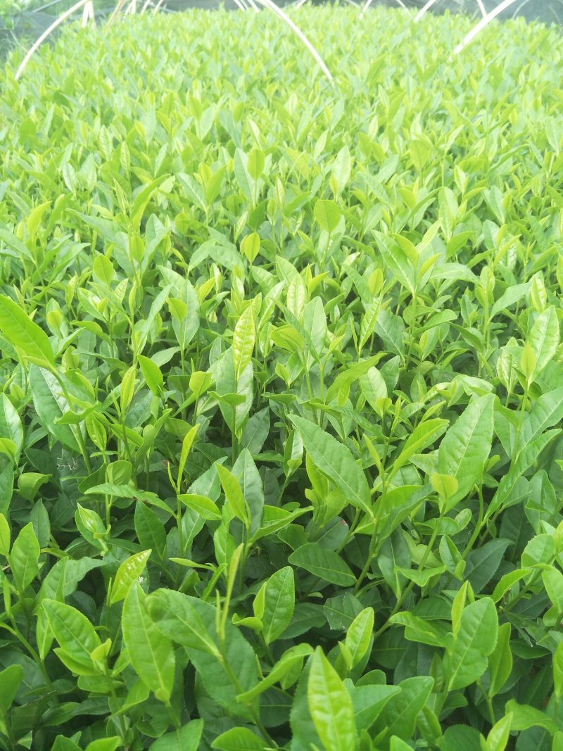 安吉白茶，黄金茶，福鼎大白茶，极白茶苗