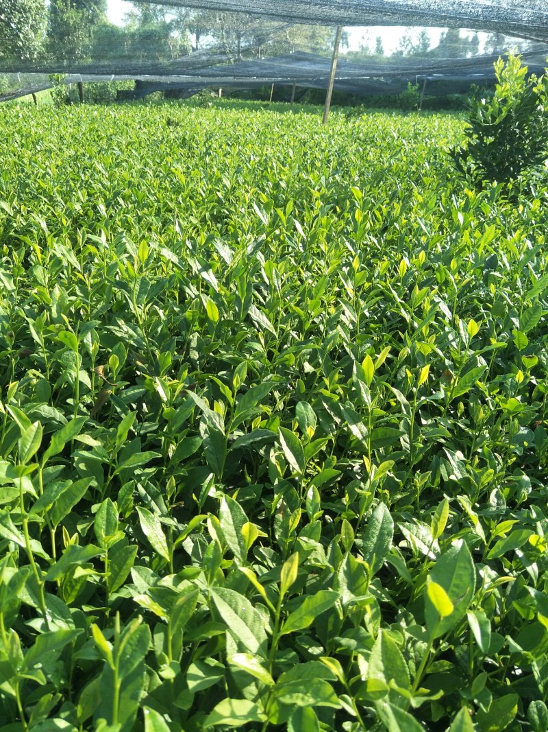 安吉白茶，黄金茶，福鼎大白茶，极白茶苗