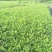 安吉白茶，黄金茶，福鼎大白茶，极白茶苗