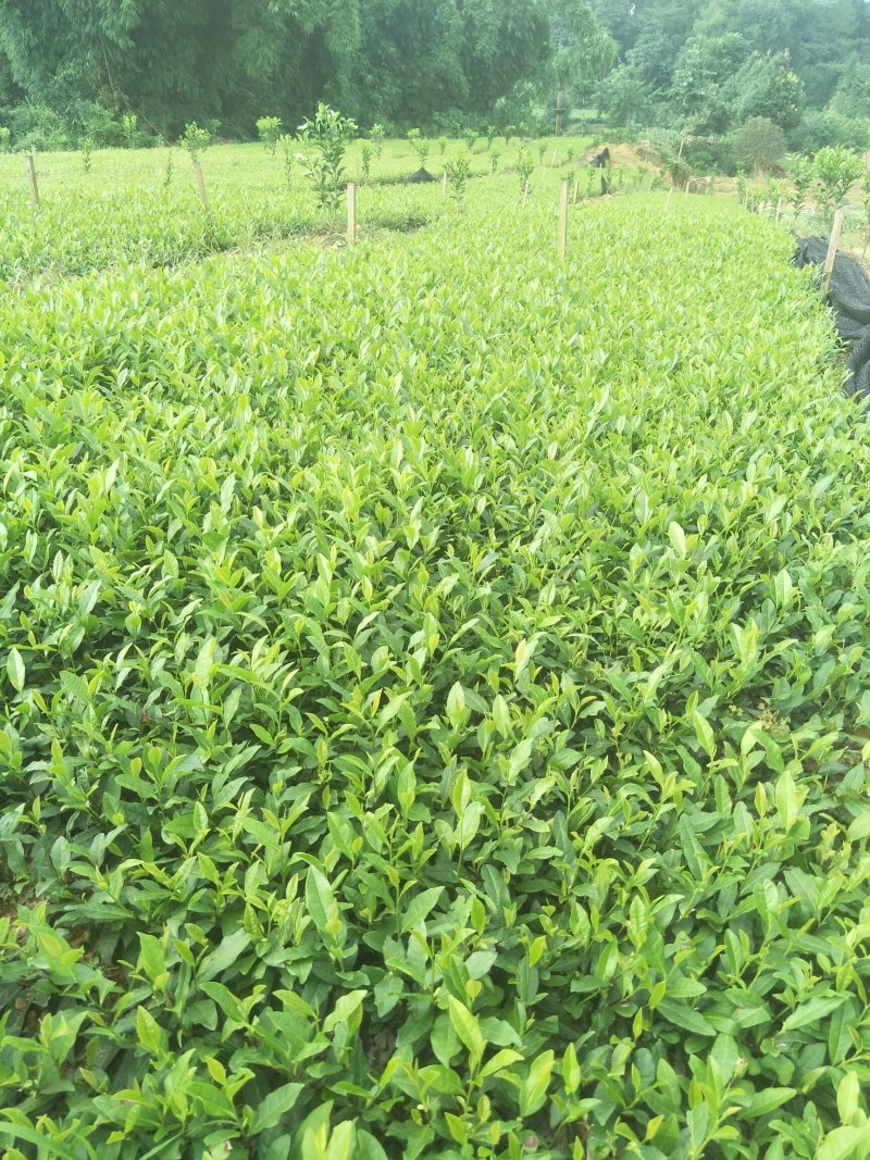 安吉白茶，黄金茶，福鼎大白茶，极白茶苗