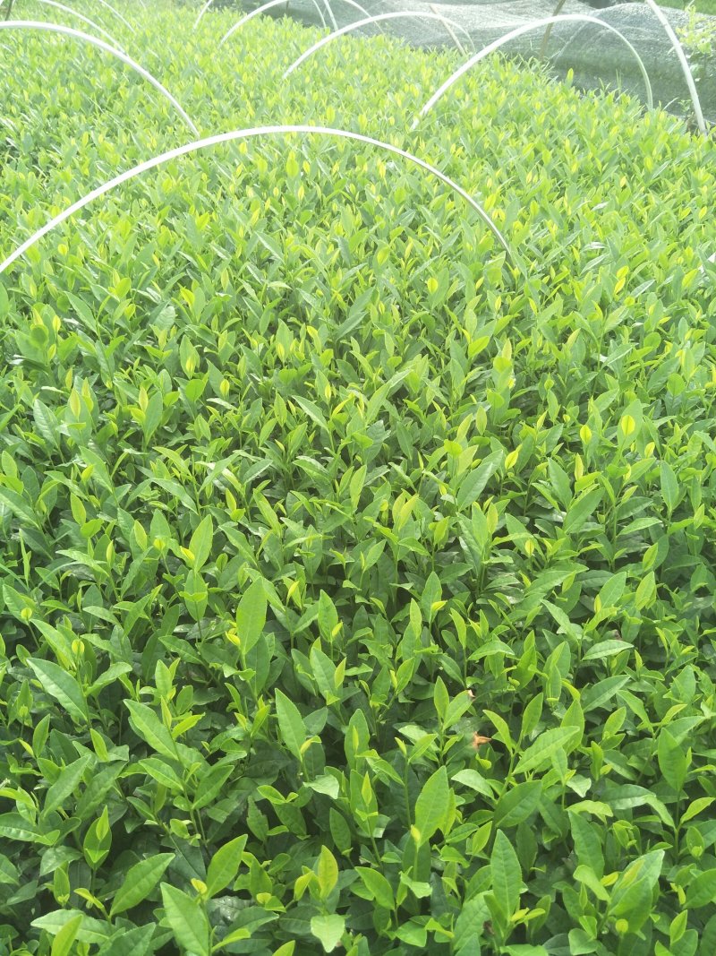 安吉白茶，黄金茶，福鼎大白茶，极白茶苗