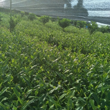 安吉白茶，黄金茶，福鼎大白茶，极白茶苗