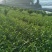 安吉白茶，黄金茶，福鼎大白茶，极白茶苗