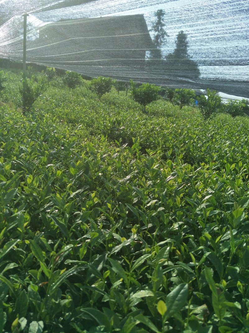 安吉白茶，黄金茶，福鼎大白茶，极白茶苗