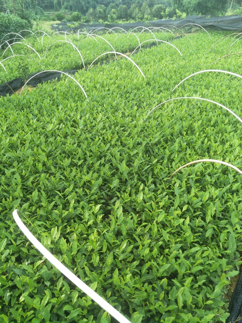 安吉白茶，黄金茶，福鼎大白茶，极白茶苗